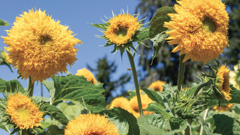 closeup of yellow sunflowers
