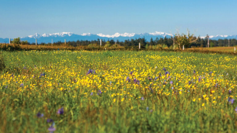 Preserving Whidbey’s Prairie History for the Future