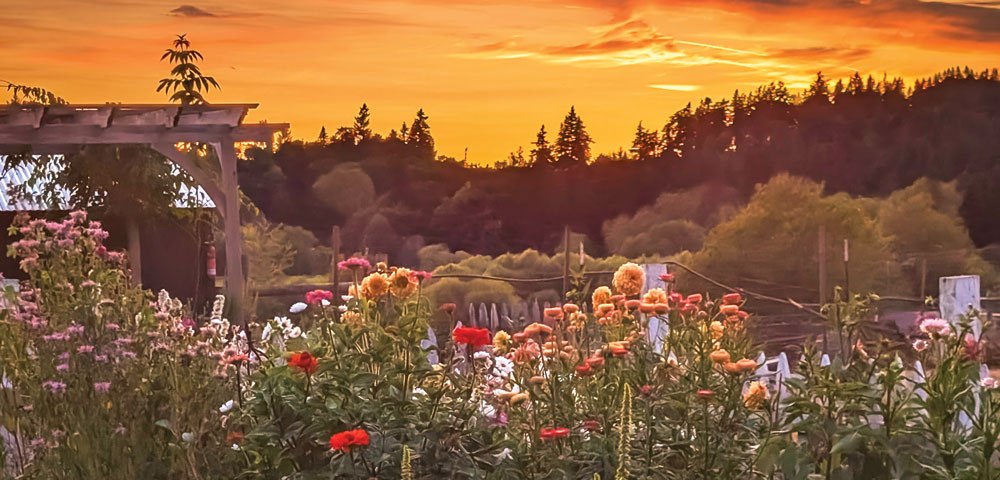 Gold sunset over farm field of assorted flowers