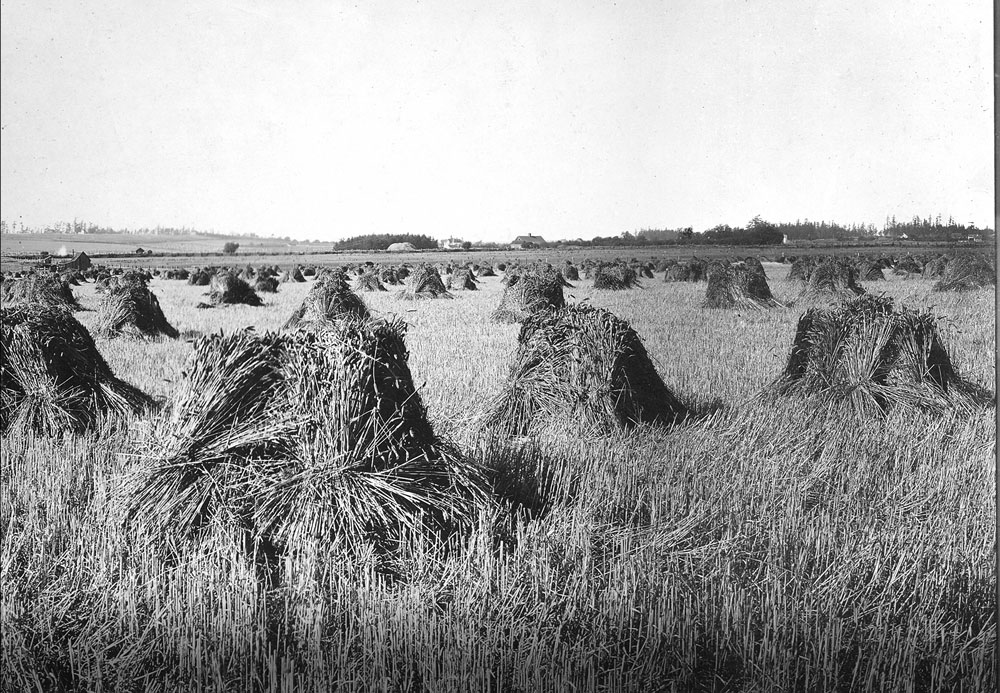 Historical black & white photo of wheat stacked on field