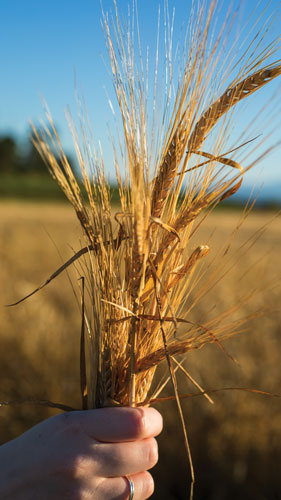 Hand holding a shock of wheat with wheat field in the background