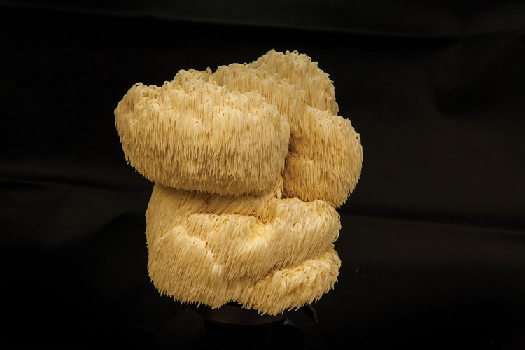 Lions Mane mushroom on dark background