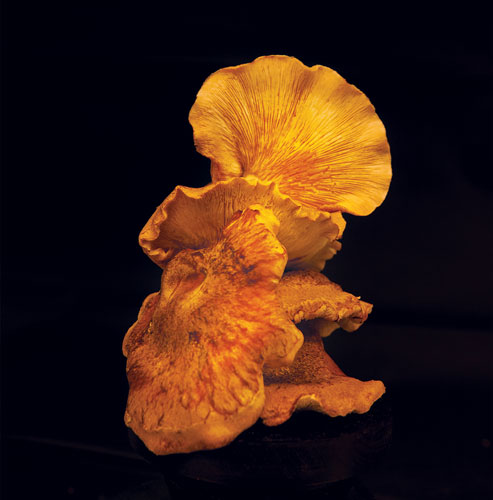 Shitake mushroom on dark background