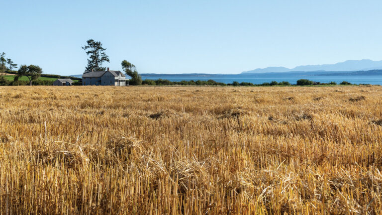 newly harvested wheat in a field adjacent to Ebey Ferry landing