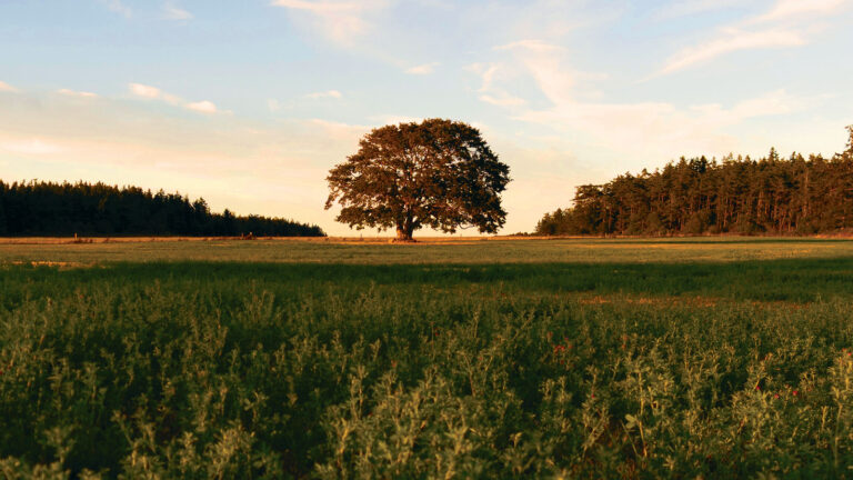 Garry Oak in the center of a green field