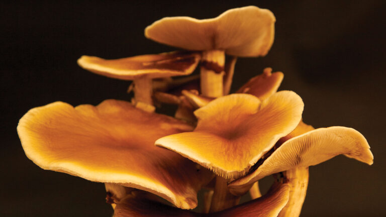 Group of golden brown mushrooms on a dark background