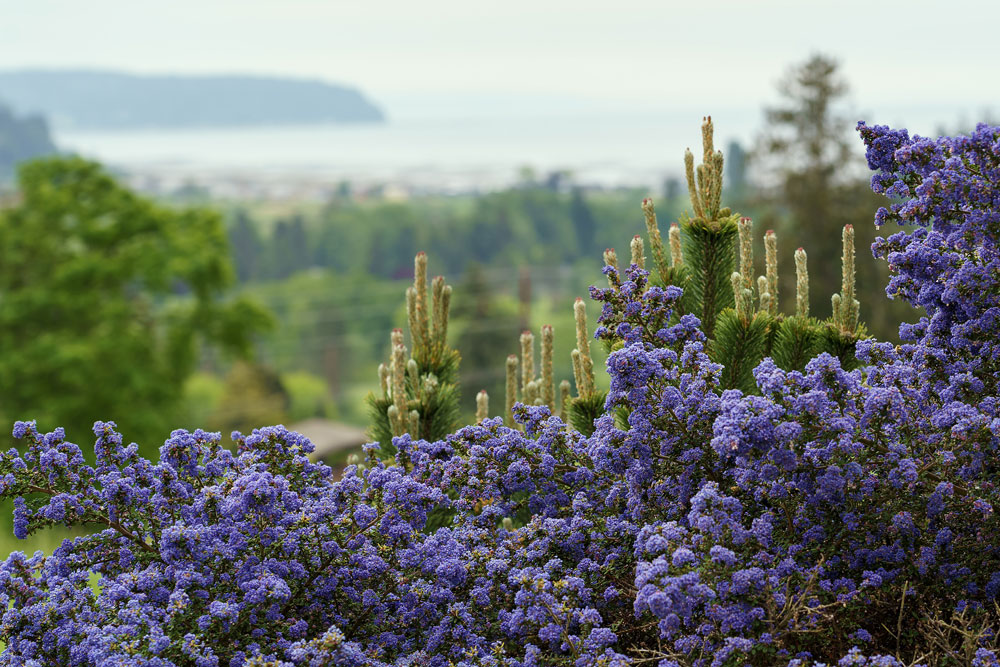 Purple Ceanothus shrub in the foreground with the ocean in the distance