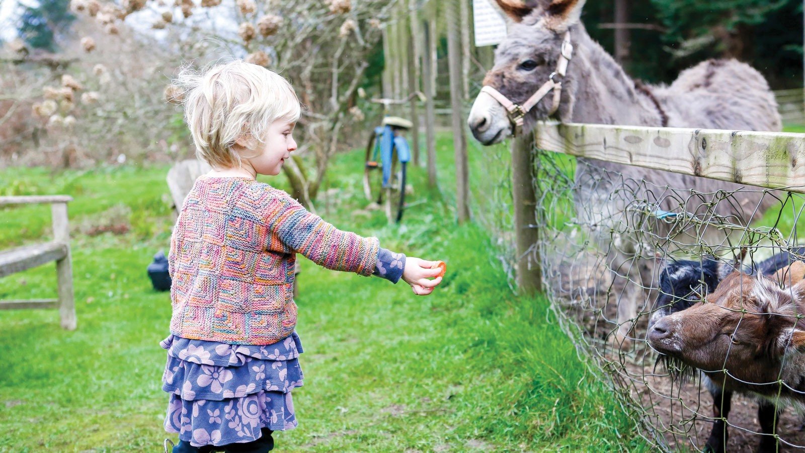 Small child feeding burro and goats in an outdoor pen.