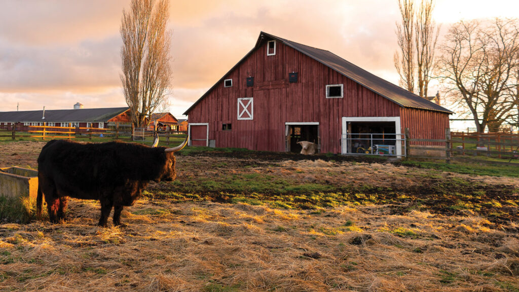 Longhorn bull in the foreground with a classic red barn in the background.