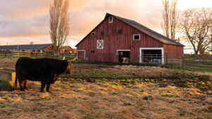 Longhorn bull in the foreground with a classic red barn in the background.