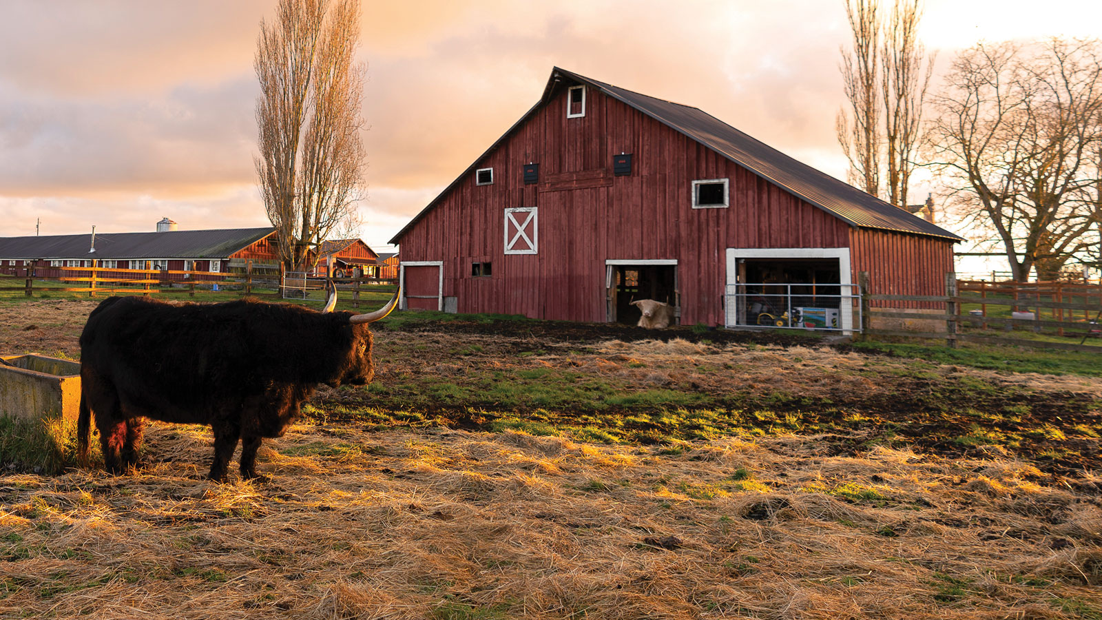 Longhorn bull in the foreground with a classic red barn in the background.