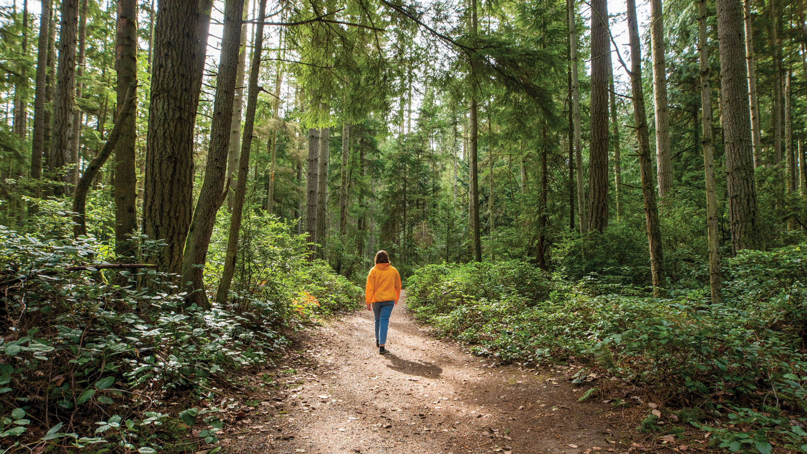 Young woman walking in a tall forest trail.