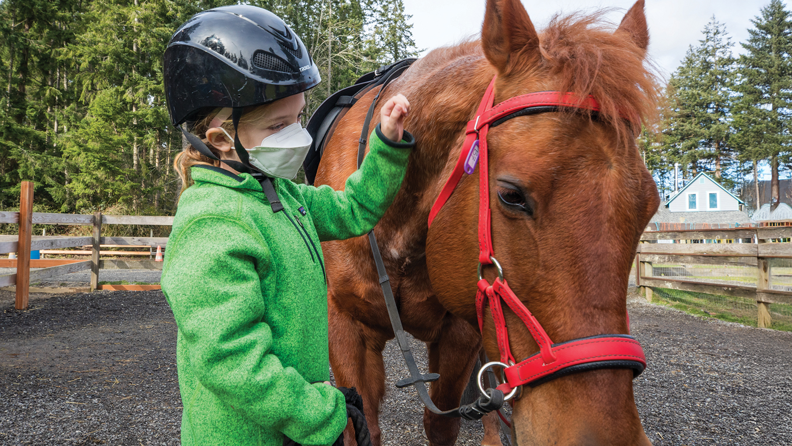 Young girl in green jacket with surgical mask and riding helmet pets brown horse.
