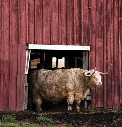 A single longhorn Highland cattle stepping out of red barn door