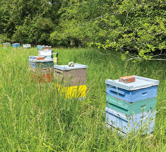 Colorful bee hives in a grassy field lined by trees