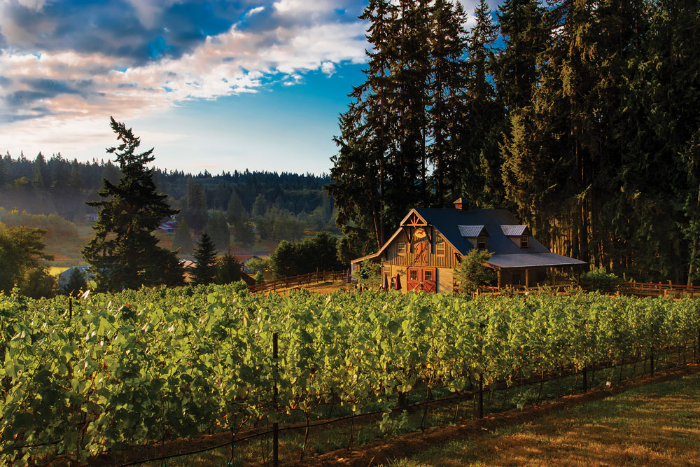 Vineyard with a barn in the background surrounded by fir trees with a blue sky above